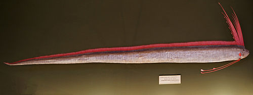 Giant oarfish